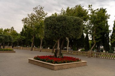 Kırmızı çiçekli küçük bir ağaç parktaki kare bir bitkidedir. Ağaç diğer ağaçlar ve çalılarla çevrili. Huzurlu ve huzurlu bir atmosfer yaratıyor.