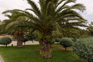 Bir palmiye ağacı yemyeşil bir tarlada diğer ağaçlarla birlikte arka plandadır. Palmiye ağacı uzundur ve bir sürü yaprakları vardır.