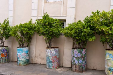 Bir sıra saksı bitkisi bir binanın önündeki kaldırımda oturur. Tencereler eski fıçılardan yapılmış ve çeşitli renklerde boyanmış. Bitkiler yeşil.