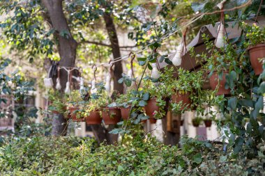 Çatıdan sarkan bir dizi saksı bitkisi. Bitkiler yeşil, çömlekler kahverengi.