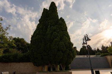 Üç dallı büyük bir ağaç bir binanın önündedir. Gökyüzü bulutlu ve güneş bulutların arasında parlıyor.
