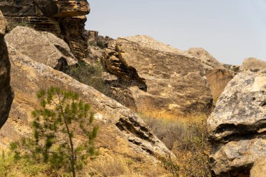 Ortasında küçük bir ağaç büyüyen kayalık bir yamaç.