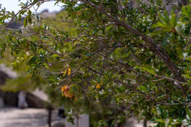 Yeşil yapraklı bir ağaç ve ondan sarkan bir meyve. Meyve olgunlaştı ve toplanmaya hazır.