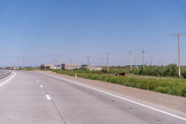 Birkaç ineğin otladığı bir yol. İnekler yol boyunca dağılmış, bazıları sol tarafa ve diğerleri de sağ tarafa daha yakındır. Yol boş.