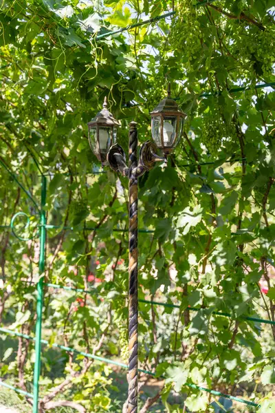 Bir çift ışık sarmaşıktan sarkıyor. Asmalar yeşil, ışıklar siyah ve beyaz.