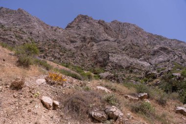 Üzerinde küçük bir bitki yetişen kayalık bir yamaç. Gökyüzü açık ve mavi