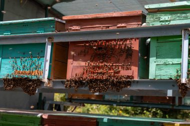 Üzerinde arılar olan üç tahta kutu. Kutular yeşil, kırmızı ve mavi.