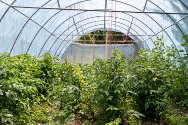 Domates ve salatalık da dahil olmak üzere bitkilerle dolu bir sera. Bitkiler tünel benzeri bir yapıda yetişiyor.