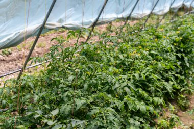 Bir sıra domates bitkisi olan bir sera. Bitkiler yeşil ve sağlıklı. Sera plastik bir çarşafla kaplı.