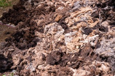 Bir yığın kirli yün ve ot. Tam bir karmaşa.