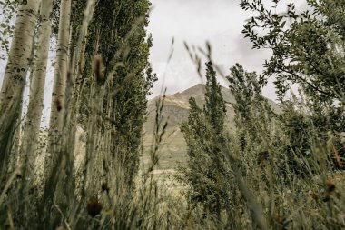 Arkasında dağ olan bir orman. Ağaçlar uzun ve yeşildir. Gökyüzü bulutlu.