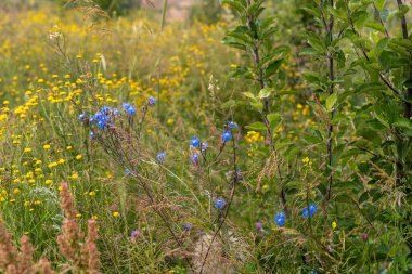 Arka planda birkaç ağaç olan bir kır çiçeği tarlası. Çiçekler sarı ve mavi.