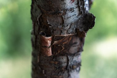 Kahverengi kabuklu ve kahverengi yapraklı bir ağaç gövdesi.