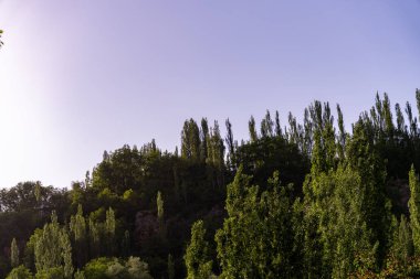 Üzerinde açık mavi gökyüzü olan yemyeşil bir orman. Ağaçlar uzun ve yapraklı. Huzurlu ve huzurlu bir atmosfer yaratıyorlar.
