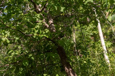 Yeşil yapraklı ve kahverengi gövdeli bir ağaç. Ağaç diğer ağaçlar ve çalılarla çevrilidir.