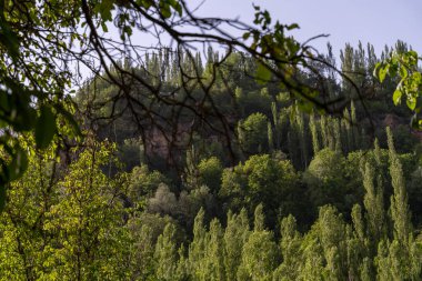 Arkasında dağ olan yemyeşil bir orman. Ağaçlar uzun ve yapraklı, ve gökyüzü açık ve mavi. Barış ve sükunet kavramı