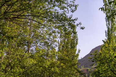 Üzerinde açık mavi gökyüzü olan yemyeşil bir orman. Ağaçlar uzun ve yapraklı, gökyüzü parlak ve güneşli. Sahne huzurlu ve sakin, ağaçlar sükunet hissi veriyor.