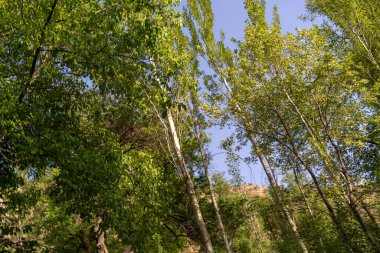 Bir sürü ağacı ve açık mavi gökyüzü olan bir orman.