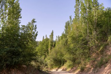 İçinden toprak yol geçen bir orman. Ağaçlar yeşil ve gökyüzü mavi.