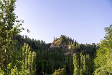 Arka planda açık mavi gökyüzü olan ağaçlarla kaplı bir dağ. Ağaçlar uzun ve yeşil, gökyüzü parlak ve güneşli. Barış ve sükunet kavramı