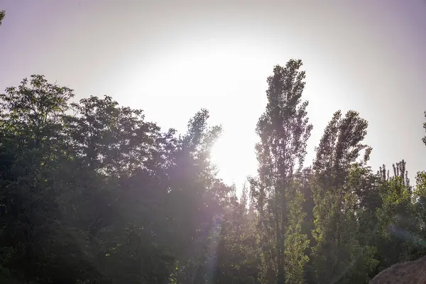 Güneş ağaçların arasından parlıyor, ormanın üzerine sıcak bir parıltı saçıyor. Ağaçlar uzun ve yapraklı. Huzurlu ve huzurlu bir atmosfer yaratıyorlar.