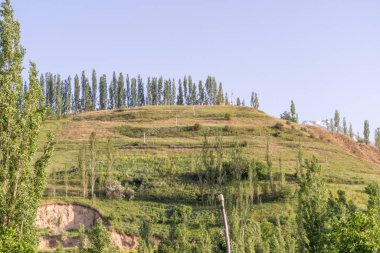 Ağaçlar ve otlarla kaplı bir yamaç. Ağaçlar uzun ve yayılmış, çimenler yeşil ve yemyeşil. Gökyüzü açık ve mavidir. Görüntüde huzur ve sükunet duygusu vardır.