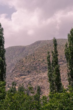 Bulutlu bir gökyüzü ve ön planda ağaçlar olan bir dağ sırası. Ağaçlar uzun ve yeşil ve gökyüzü bulutlu. Sahne huzurlu ve sakin, ağaçlar sükunet hissi veriyor.