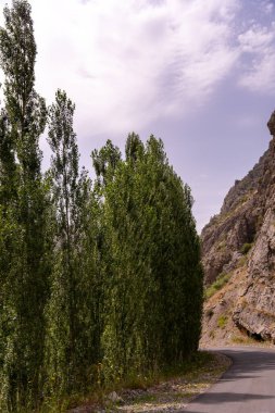 Kenarında orman olan bir yol. Ağaçlar yeşil ve gökyüzü mavi.