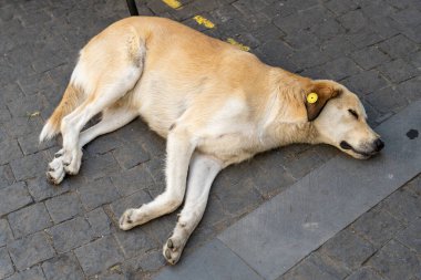 Kafasında sarı bir etiketle yerde yatan bir köpek var. Köpek yorgun ve rahat görünüyor.