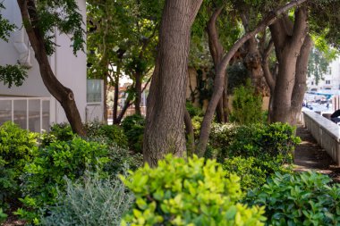 Gövdesi çok kalın ve bir sürü yaprağı olan bir ağaç. Ağaç çalılarla çevrili ve bir parkta.