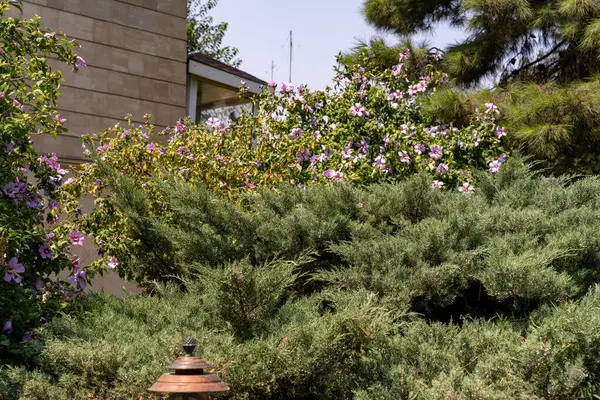 Mor çiçekli bir çalı bir binanın yanındadır.