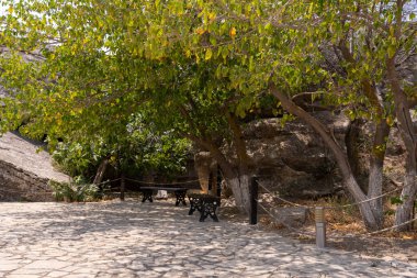 Altında bank olan bir ağaç. Ağaç yeşil ve yaprakları var.