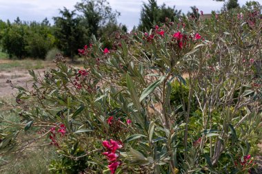 Pembe çiçekli bir çalı tarlada. Çiçekler tomurcuklandı, çalılar yemyeşil oldu.