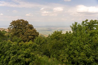 Uzakta bir şehir manzaralı yemyeşil bir orman. Ağaçlar uzun ve yapraklı, ve gökyüzü açık ve mavi