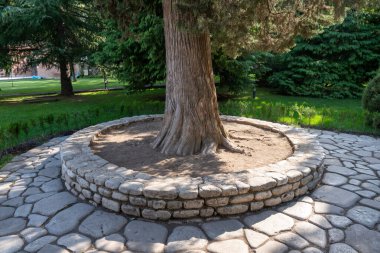 Büyük bir ağaç bir taş sınırla çevrilidir. Taş kenar çember şeklinde.