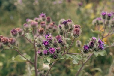 Kahverengi uçlu bir demet mor çiçek. Çiçekler tarlada.