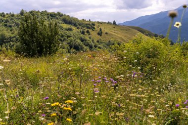 Mor ve sarı çiçekler de dahil olmak üzere çeşitli kır çiçekleriyle dolu uçsuz bucaksız bir arazi. Tarla bir tepenin üzerinde, arka planda bir dağ var.