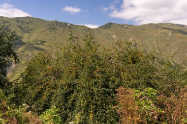Dalları ve yaprakları olan yemyeşil bir ağaç. Ağaç bir çimen tarlasıyla çevrilidir.