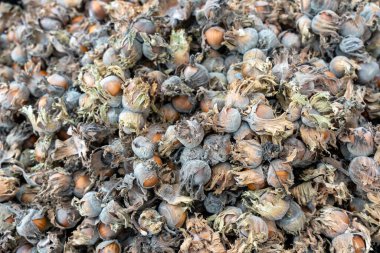 Üzerinde bir sürü kahverengi leke olan bir yığın fındık. Fındıklar yığının her tarafına saçılmış.