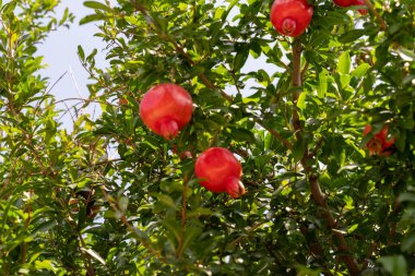 Üzerinde kırmızı meyve olan bir ağaç. Meyve küçük ve yuvarlaktır. Ağaç yapraklarla dolu ve meyve dallardan sarkmış.