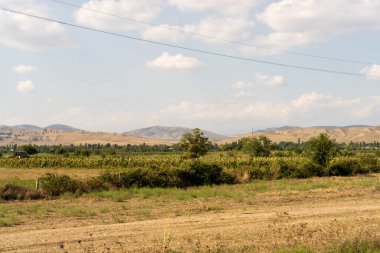 Birkaç ağaç ve gökyüzünde uçan birkaç kuşun olduğu bir tarla. Gökyüzü mavi ve güneş parlıyor.