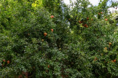 Elma ve nar içeren meyve dolu bir ağaç. Ağaç yemyeşil, meyve olgunlaşmış ve koparılmaya hazır.