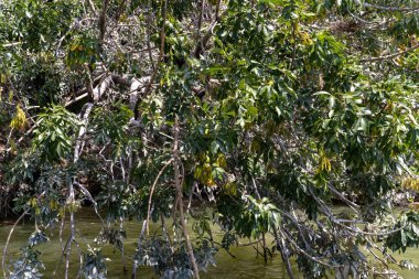 Birçok dalı ve yaprağı olan bir ağaç ön plandadır. Yapraklar yeşil ve dallar kahverengi. Ağaç suyla çevrili.