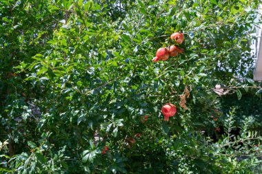 Üzerinde bir sürü kırmızı meyve sallanan bir ağaç. Meyveler olgunlaştı ve toplanmaya hazır.