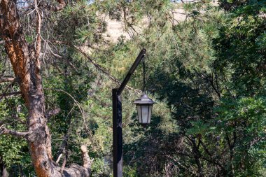 Ormandaki ağaçtan sarkan bir lamba. Lamba yanıyor ve ağaçların arasından ışık parlıyor.