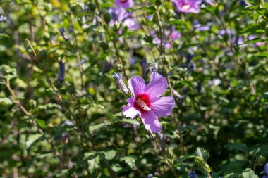 Kırmızı merkezli mor bir çiçek yeşil çalıların olduğu bir alandadır. Çiçek, görüntünün ana odak noktasıdır ve çalıların arka planında göze çarpar.