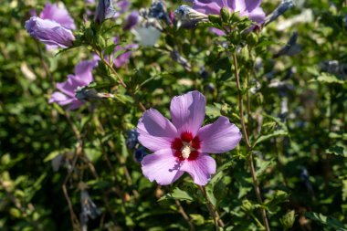 Kırmızı merkezli mor bir çiçek yeşil bir çalılığın önündedir. Çiçek diğer mor çiçeklerle çevrilidir, güzel ve canlı bir sahne yaratır.