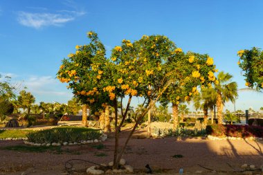 Sarı yapraklı bir ağaç parktadır. Gökyüzü mavi ve arka planda bazı palmiye ağaçları var.
