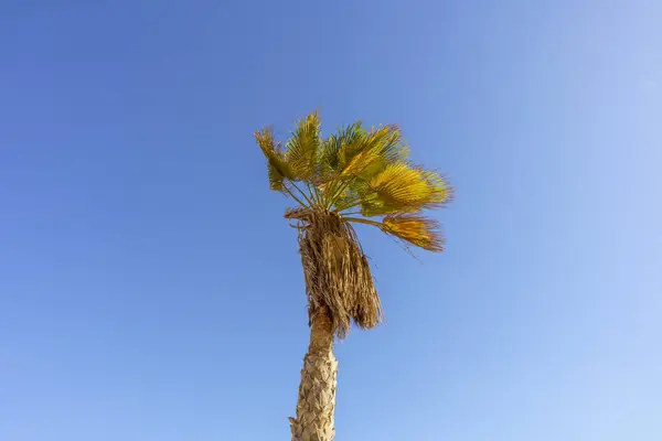 Bir palmiye ağacı açık mavi bir gökyüzünde dimdik duruyor. Ağaç çıplak ve yaprakları yok.