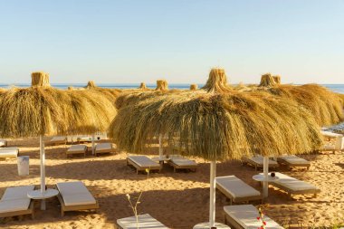 Bir sürü şemsiyesi ve şezlongları olan bir kumsal. Şemsiyeler kahverengi ve sandalyeler beyaz. Kumsal boş ve gökyüzü mavi.